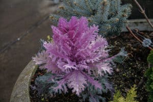 Riley's Favorite #2
Cool Purple Plant
