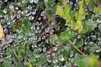 Dew Drops on Weed
Photo by Hazel